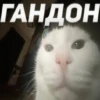 diselmancats 10