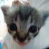 \•°So fuckin meow-meow°•\ 11