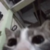 \•°So fuckin meow-meow°•\ 12