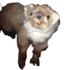 Animais embalsamados 19