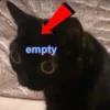 diselmancats 12