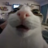diselmancats 13