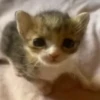 diselmancats 14