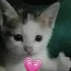 \•°So fuckin meow-meow°•\ 16