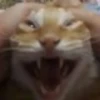 diselmancats 16