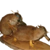 Animais embalsamados 20