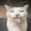 \•°So fuckin meow-meow°•\ 17