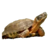 Animais embalsamados 21