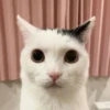 diselmancats 17