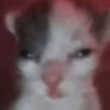 \•°So fuckin meow-meow°•\ 18
