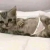 \•°So fuckin meow-meow°•\ 20