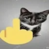 diselmancats 18