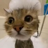 \•°So fuckin meow-meow°•\ 21