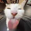diselmancats 20