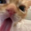 \•°So fuckin meow-meow°•\ 26