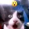 diselmancats 21
