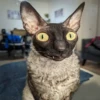 diselmancats 22