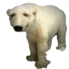 Animais embalsamados 25