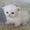 diselmancats 23