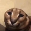 diselmancats 24