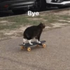 diselmancats 25