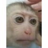 Mono 28