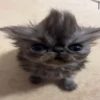 diselmancats 26