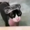 diselmancats 27