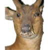 Animais embalsamados 26