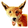 Animais embalsamados 27