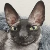 diselmancats 29