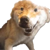 Animais embalsamados 28