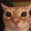 diselmancats 30
