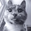 » 🐈‍⬛️ cats ! - @smstickerr 5