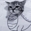 » 🐈‍⬛️ cats ! - @smstickerr 6