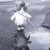 » 🐈‍⬛️ cats ! - @smstickerr 7