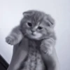 » 🐈‍⬛️ cats ! - @smstickerr 8