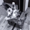 » 🐈‍⬛️ cats ! - @smstickerr 9