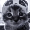 » 🐈‍⬛️ cats ! - @smstickerr 10