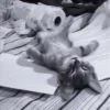 » 🐈‍⬛️ cats ! - @smstickerr 12