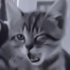 » 🐈‍⬛️ cats ! - @smstickerr 14