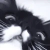 » 🐈‍⬛️ cats ! - @smstickerr 16