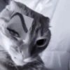 » 🐈‍⬛️ cats ! - @smstickerr 18