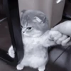 » 🐈‍⬛️ cats ! - @smstickerr 19
