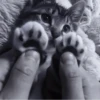 » 🐈‍⬛️ cats ! - @smstickerr 22
