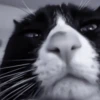 » 🐈‍⬛️ cats ! - @smstickerr 26