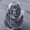 » 🐈‍⬛️ cats ! - @smstickerr 27