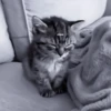 » 🐈‍⬛️ cats ! - @smstickerr 28
