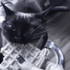 » 🐈‍⬛️ cats ! - @smstickerr 30