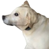 Dog's mood 6